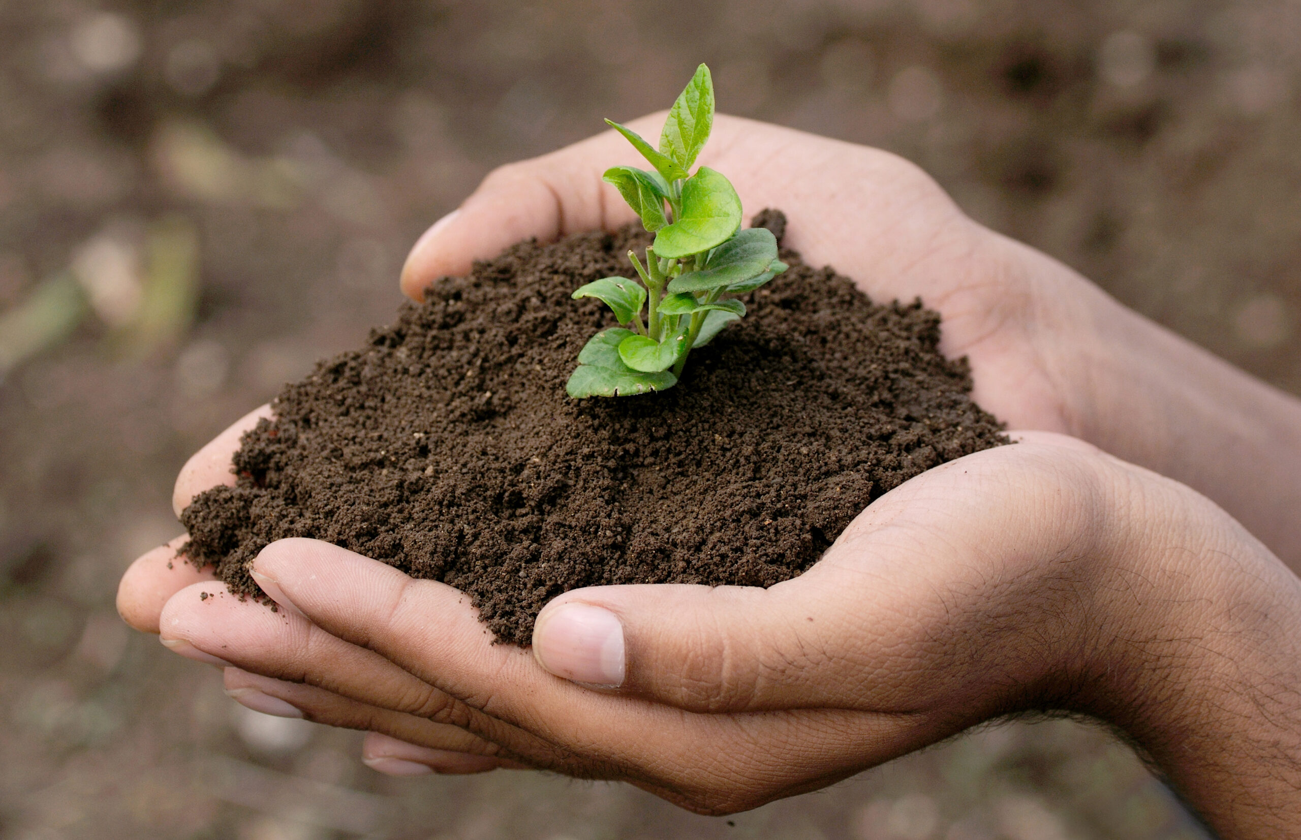 Hand holding plant growing on soil.environment Earth Day,