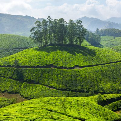 Tea plantations. Munnar, Kerala, India